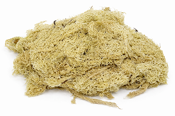 Musgo Sphagnum Desidratado - 3 litros