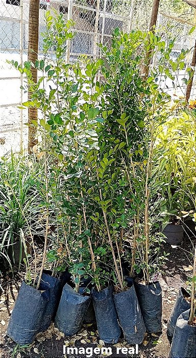 Murta - 1 a 1,20 metros