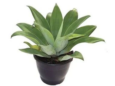 Agave Attenuata - 40 cm
