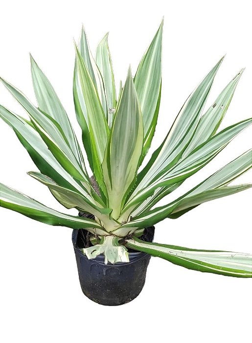 Agave Variegata - 40 cm