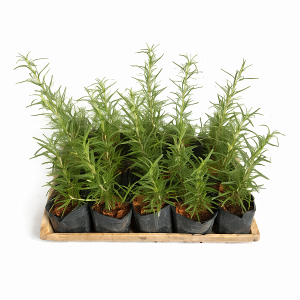 Alecrim - Caixa com 15 unidades