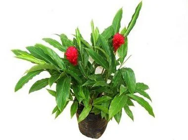 Alpínia Vermelha - 70 cm