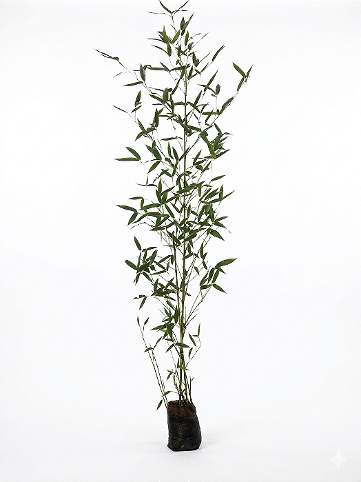 Bambu Caniço - 1,50 a 2 metros