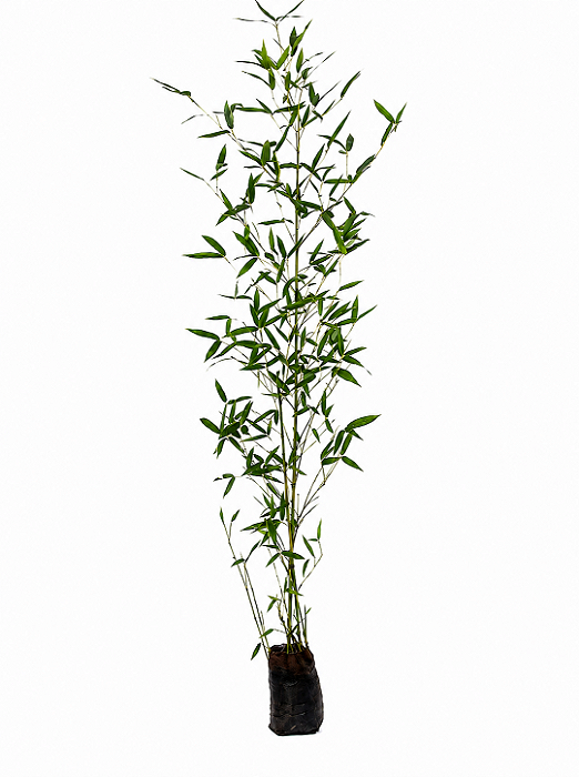 Bambu Caniço - 1,50 a 2 metros