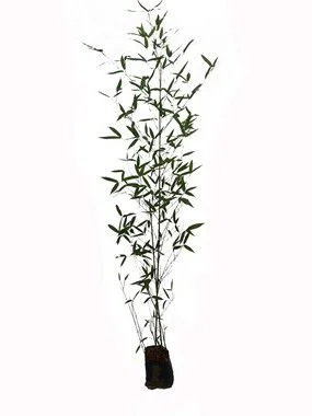 Bambu Caniço - 1,50 a 2,00  metros