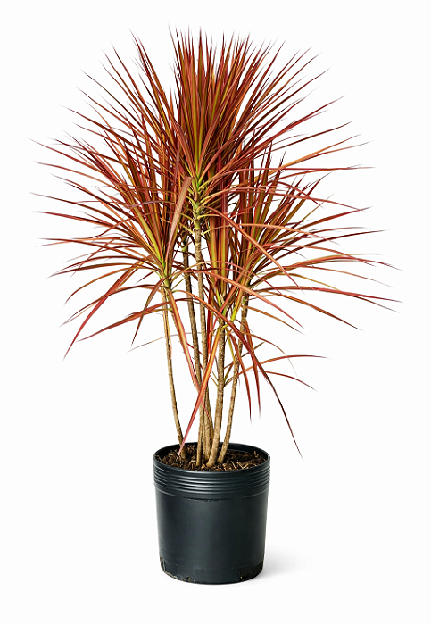 Dracena Tricolor - 70 cm a 1 metro