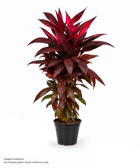 Dracena Cordyline - 1 metro