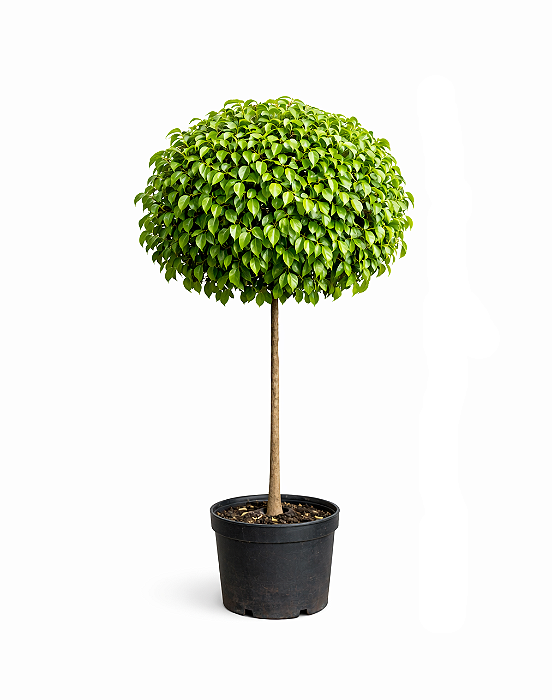 Ficus Benjamina - 1 metro