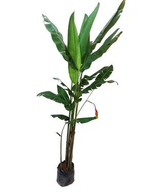 Helicônia Rostrata - 80 cm a 1,20 metros