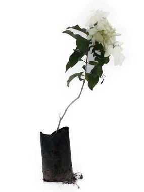 Mussaenda Branca - 50 cm
