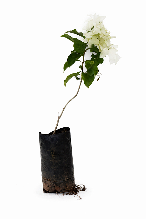 Mussaenda Branca - 50 cm