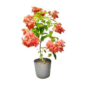 Mussaenda Rosa - 70 cm