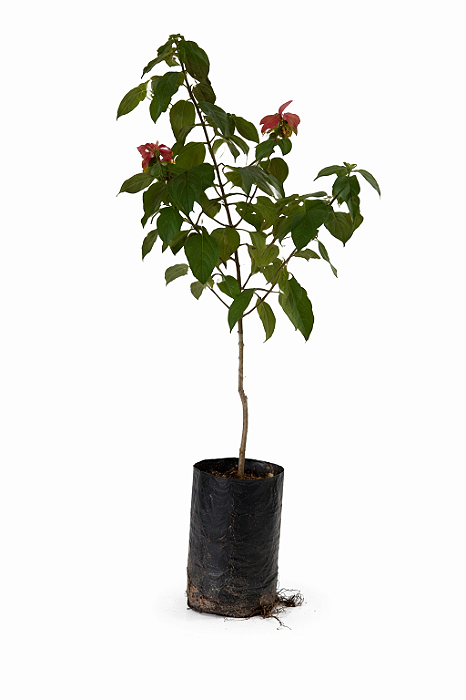 Mussaenda Vermelha - 1 metro