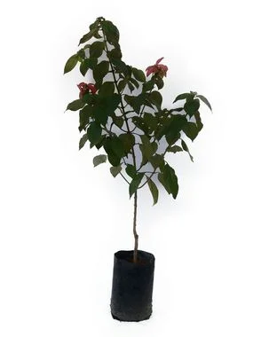 Mussaenda Vermelha - 1 metro