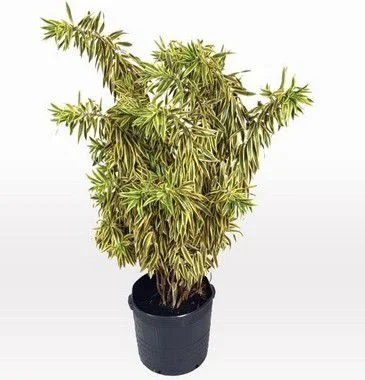Pleomele Variegata - 1,00 a 1,30 metros