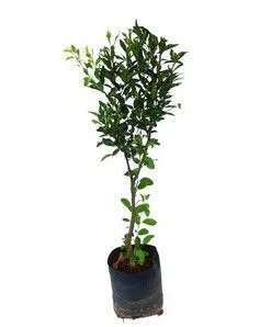 Laranja Kinkan - 80 cm a 1 metro