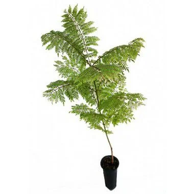 Jacarandá Mimoso - 1,80 metros