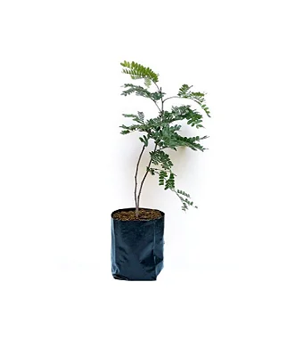 Pau Brasil - 1,80 a 2 metros