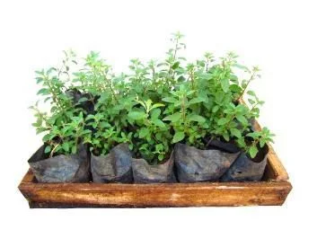 Orégano - Caixa com 15 unidades