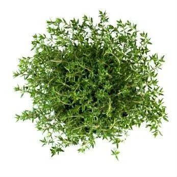 Tomilho - Caixa com 15 unidades