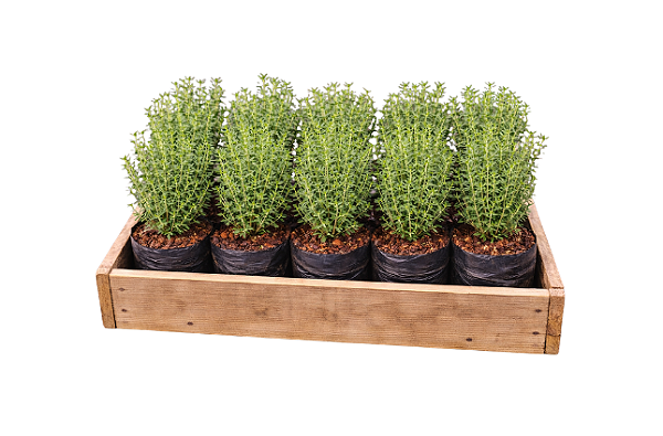 Tomilho - Caixa com 15 unidades