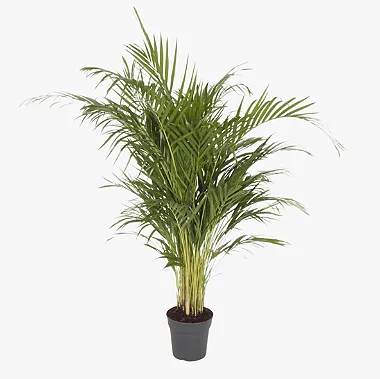 Palmeira Areca - Dypsis lutescens - Planta Ornamental 70 cm a 1 metro