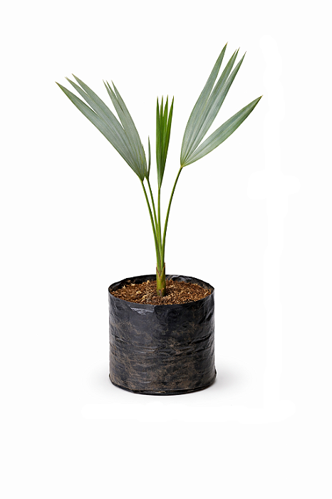 Palmeira Bismarckia - 50 a 70 cm