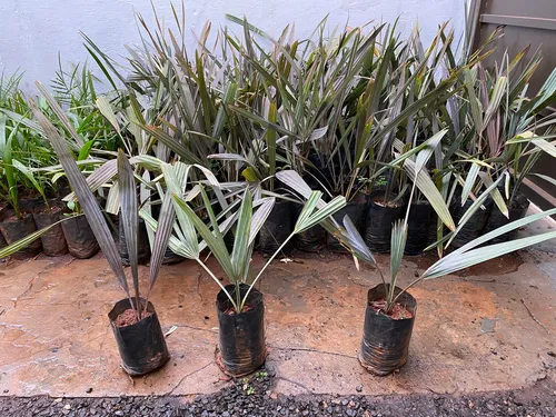 Palmeira Bismarckia - 50 a 70 cm