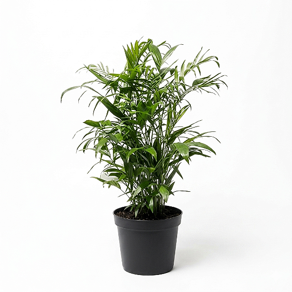 Chamaedora Elegans - 40 a 60 cm