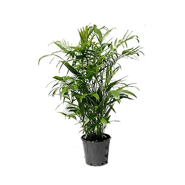 Chamaedora Elegans - 0,40 a 0,60  metros