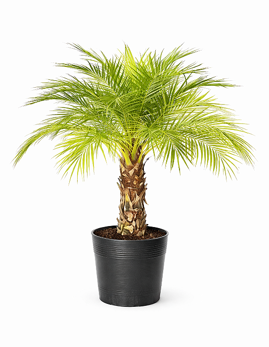 Palmeira Fênix - 50 a 80 cm