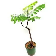 Flamboyant Amarelo - 1,80 metros