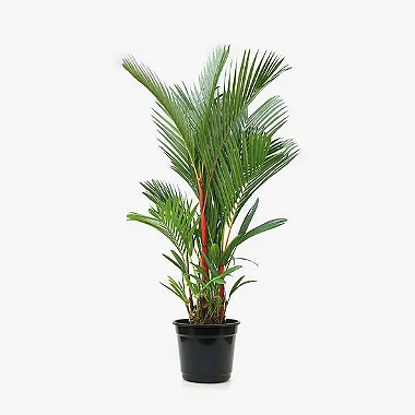 Palmeira Laca - 1,00 a 1,40 metros