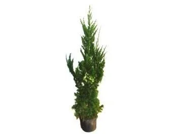 Pinheiro Kaizuka - 1,00 a 1,20 metros