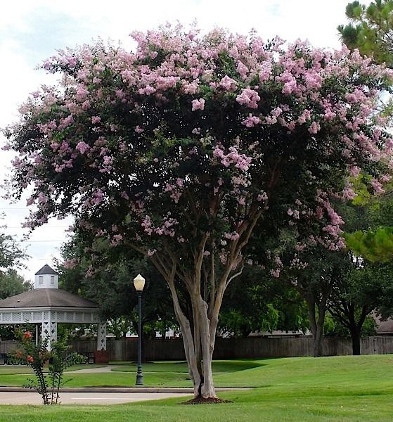 Resedá Rosa - 1,50 metros