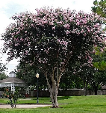 Resedá Rosa - 1,50 metros