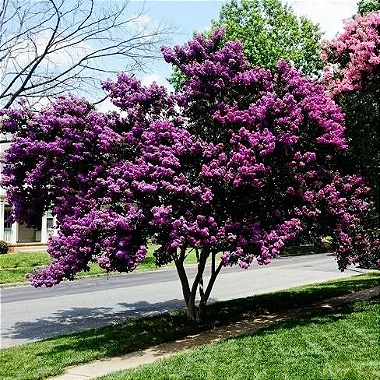 Resedá Roxo - 1,50 metros