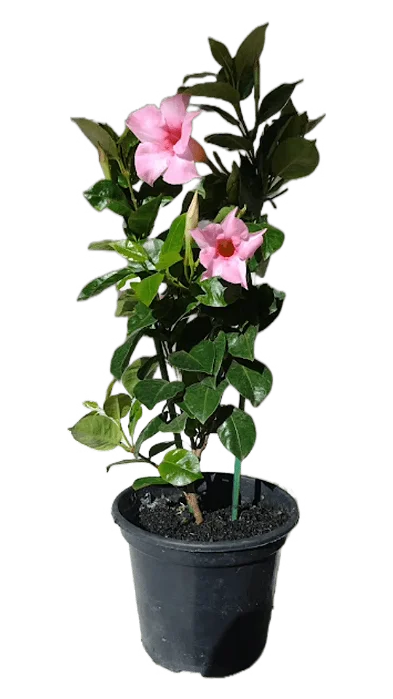 Dipladênia - 25 a 30 cm