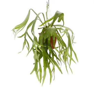 Chifre de Veado - Cuia 21