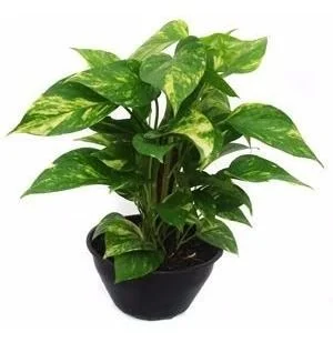 Jiboia Verde - Cuia 21