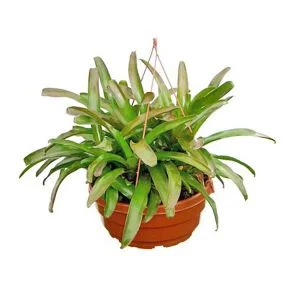 Bromélia Fire Ball
