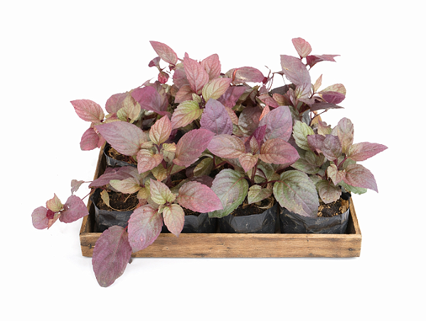 Emigrafis Lisa ou Hera Roxa - Caixa com 15 unidades