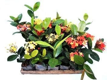 Ixora Midi - Caixa com 15 unidades