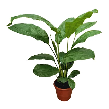 Ciclanto - 60 a 80 cm