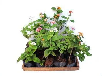 Lantana Camara - Caixa com 15 unidades