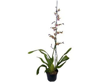 Orquídea Oncidium Sharry Baby - Chocolate
