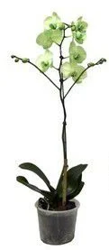 Orquídea Phalaenopsis - Verde