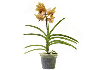 Orquídea Vanda - Amarela