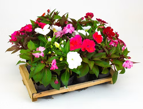 Sunpatiens - Caixa com 10 unidades