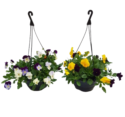 Amor Perfeito - Cuia 21